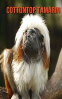 Cottontop Tamarin: Amazing Facts about Cottontop Tamarin