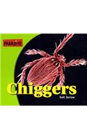 Chiggers