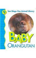 Baby Orangutan