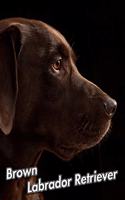 Brown Labrador Retriever