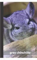 grey chinchilla