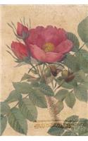Rosa Kamtschatica: Floral Notebook with Flower Illustrations on Every Page