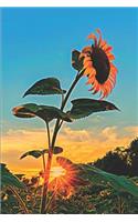 Sunflower at Sunset Journal & Sketchbook: Journal with Blank Lined Paper & Sketchbook Pages for Writing and Drawing for Kids Teens Women Men