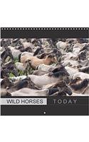 Wild Horses Today 2018