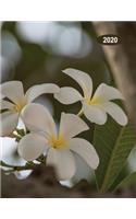 Low Vision Large Print 2020 Monthly & Weekly Planner Day-Month-Year: Calendar with Bold Lines on White Paper for Visually Impaired White Tree Flowers Cover