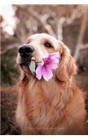 Internet Password Book: Labrador Retriever password book for women, men & kids. Featuring large print, emergency contacts, at a glance most frequently used passwords, and 1(09)