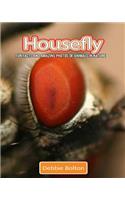 Housefly: Fun Facts and Amazing Photos of Animals in Nature