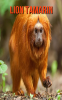 Lion Tamarin: Amazing Facts about Lion Tamarin