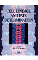 Cell Lineage and Fate Determination