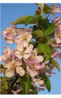 Arkansas State Flower - Apple Blossom Journal