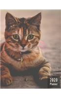 2020 PLANNER Kitten