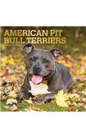 American Pit Bull Terriers 2021 Square Foil