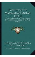 Evolution Of Mammalian Molar Teeth