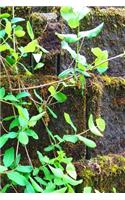 Springtime Journal Vines Brick Wall: (Notebook, Diary, Blank Book)