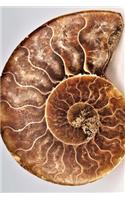 Blank Journal - Fibonacci Ammonite Shell