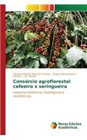 Consórcio agroflorestal cafeeiro x seringueira