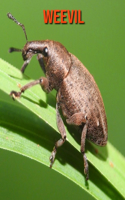 Weevil: Learn About Weevil and Enjoy Colorful Pictures