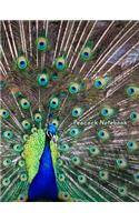 Peacock Notebook