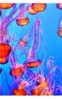 Jellyfish Journal