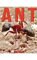 Ant: Children Book of Fun Facts & Amazing Photos on Animals in Nature - A Wonderful Ant Book for Kids aged 3-7