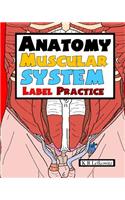 Anatomy Muscular System Label Practice
