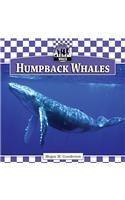 Humpback Whales