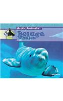 Beluga Whales