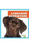 Labrador Retrievers