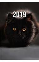 2019: Jan - Dez Wochenplaner - 365 Tage Terminkalender Mit Uhrzeit - 1 Tag Auf 1 Seite, Ca. A5 - Süße Katze