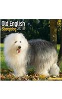 Old English Sheepdog Calendar 2018 (Square)