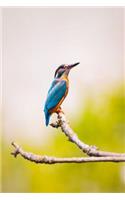 Kingfisher