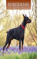 DOBERMANS 2023 SQUARE WALL CALENDAR