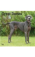 Great Danes International Edition 2020 Square Btuk