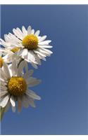 Nature Notebook: 150 lined pages, softcover, 6 x 9
