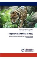 Jaguar (Panthera onca)