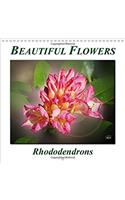 Beautiful Flowers - Rhododendrons 2017