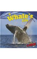 A Whale's Life