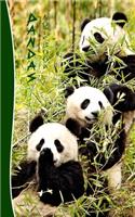 Pandas Notebook