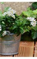 Jasmine Flowers in a Pot Solanum Jasminoides Journal: Take Notes, Write Down Memories in this 150 Page Lined Journal