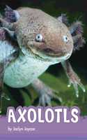 Axolotls: (Animals)
