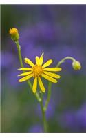 Ragwort (Jacobaea vulgaris) Flower Journal