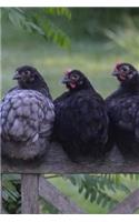 Chickens Notebook