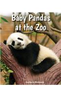 Baby Pandas at the Zoo