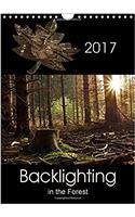 Backlighting in the Forest 2017: Backlighting is One of the Most Attractive Forms of Lighting for Photography and Creates Interesting Highlights(Calvendo Nature)