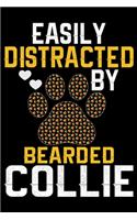 Easily Distracted by Bearded Collie
