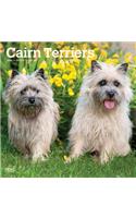 Cairn Terriers 2020 Square