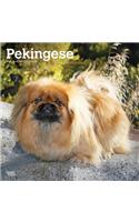 Pekingese 2021 Square