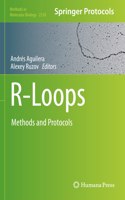 R-Loops