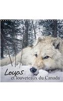 Loups Et Louveteaux Du Canada 2018