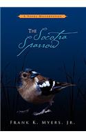 Socotra Sparrow